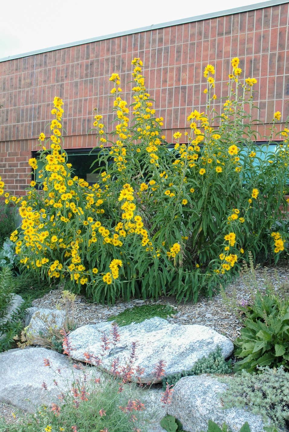 Maximilian Sunflower